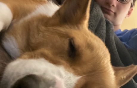 A close-up of a dog resting with a person in the background.